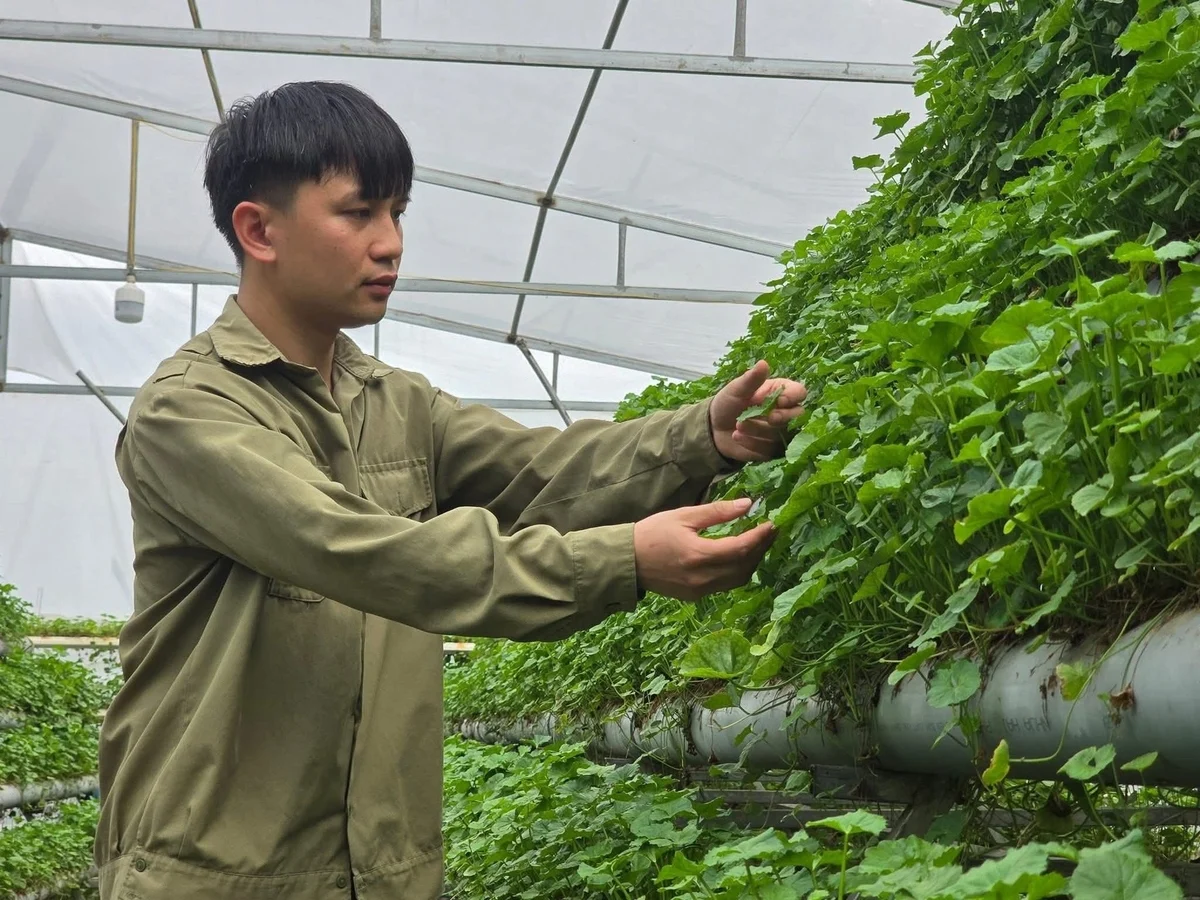 Quảng Ninh phấn đấu giá trị sản xuất trồng trọt bình quân 150 triệu đồng/ha