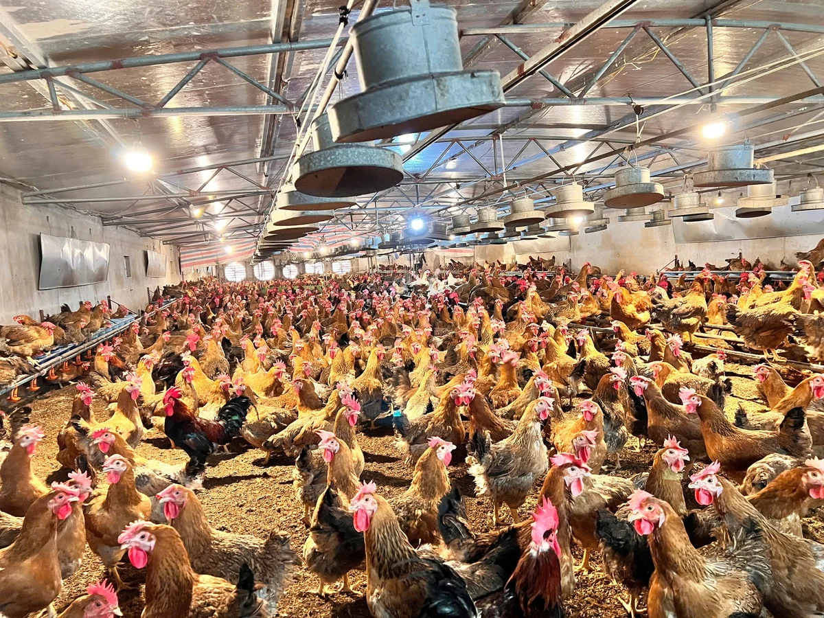 Nuôi gà bố mẹ an toàn sinh học