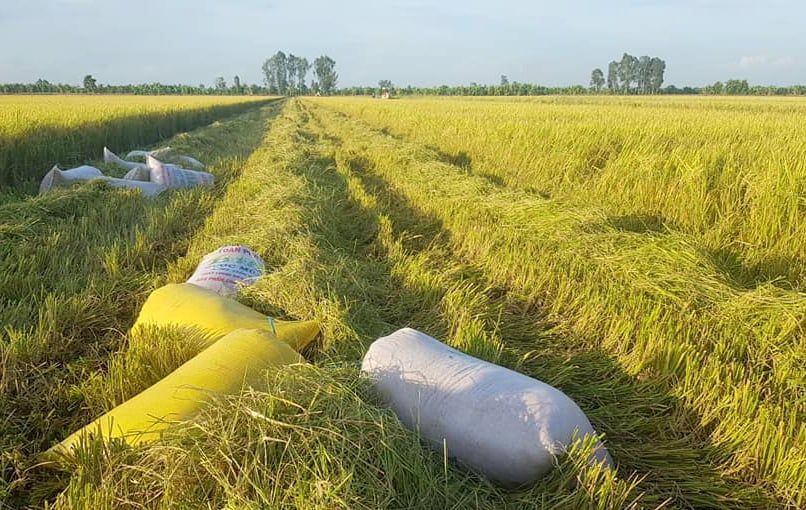 Giá lúa gạo hôm nay 8/12/2025: Vẫn không có thay đổi mới