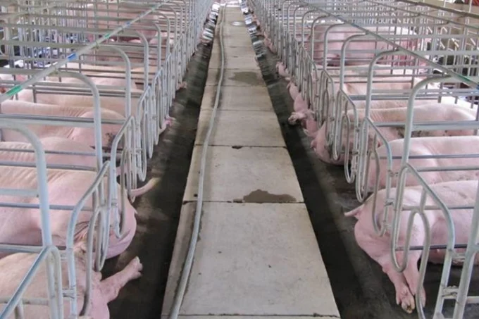 Giá heo hơi hôm nay 8/12/2025: Biến động nhẹ vài nơi