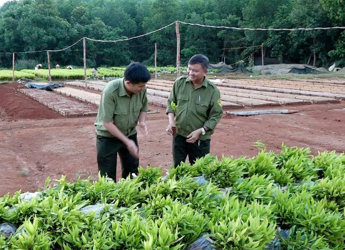 Tháo gỡ rào cản mở rộng diện tích có chứng chỉ rừng bền vững