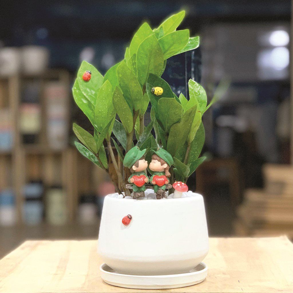 Ngày tết chưng cây sen đá Phật bà có ý nghĩa tốt đẹp gì?