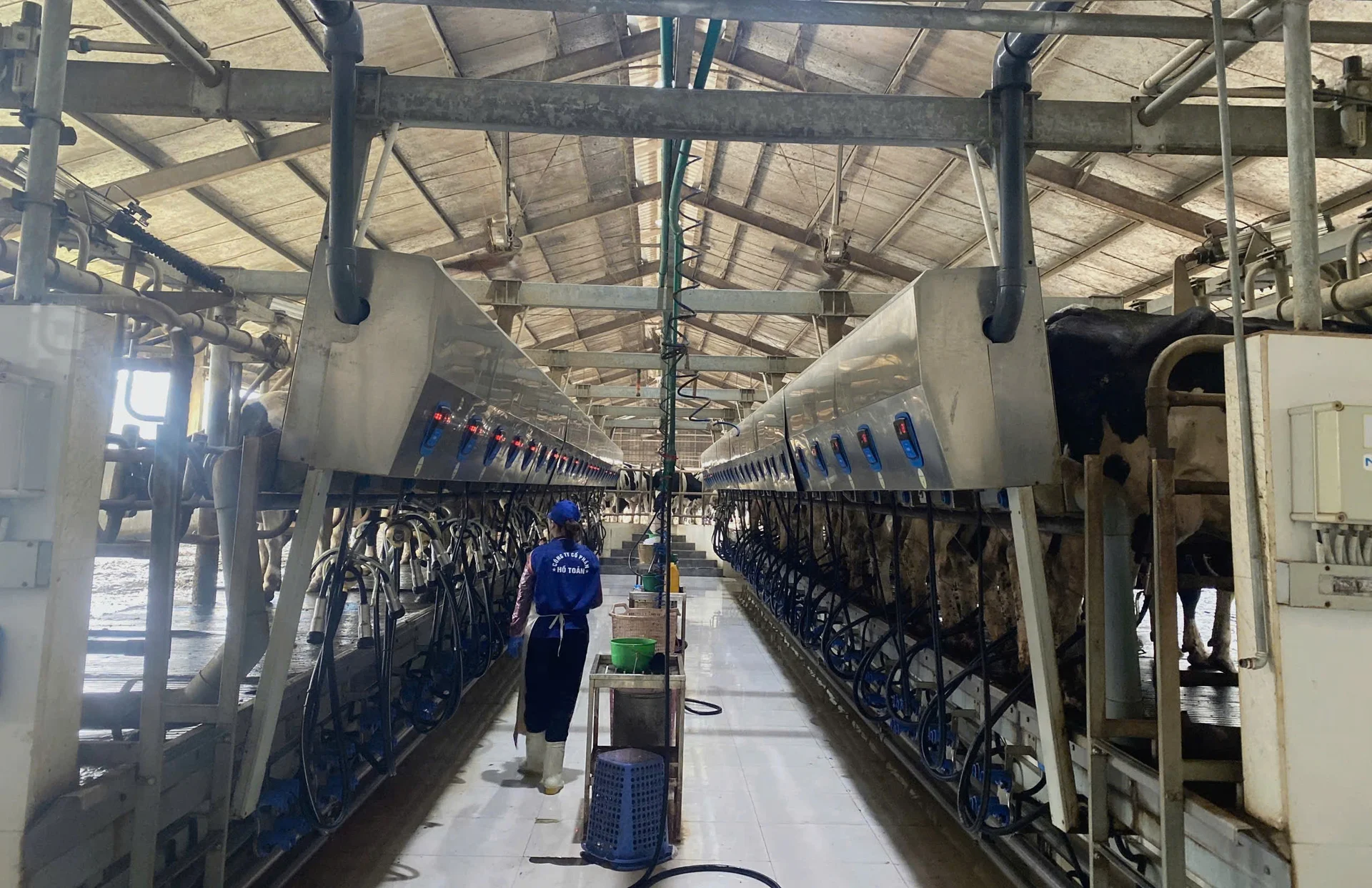 'Hồ Giáo' 4.0 hay những ngẫm ngợi về ngành bò sữa: [Bài 1] Hành trình của cậu bé trên lưng bò