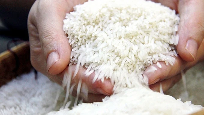 Giá lúa gạo hôm nay 29/12/2025: Thị trường đi ngang