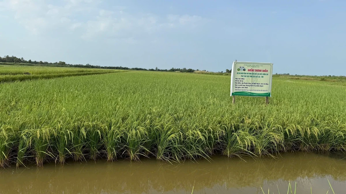 Hiệu quả mô hình lúa chất lượng cao, phát thải thấp vùng lúa - tôm