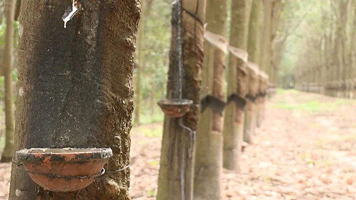 Giá cao su hôm nay 29/12/2025: Tăng ngay đầu tuần mới