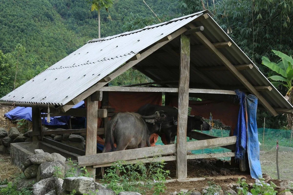 Con trâu về bản, cái nghèo rời xa