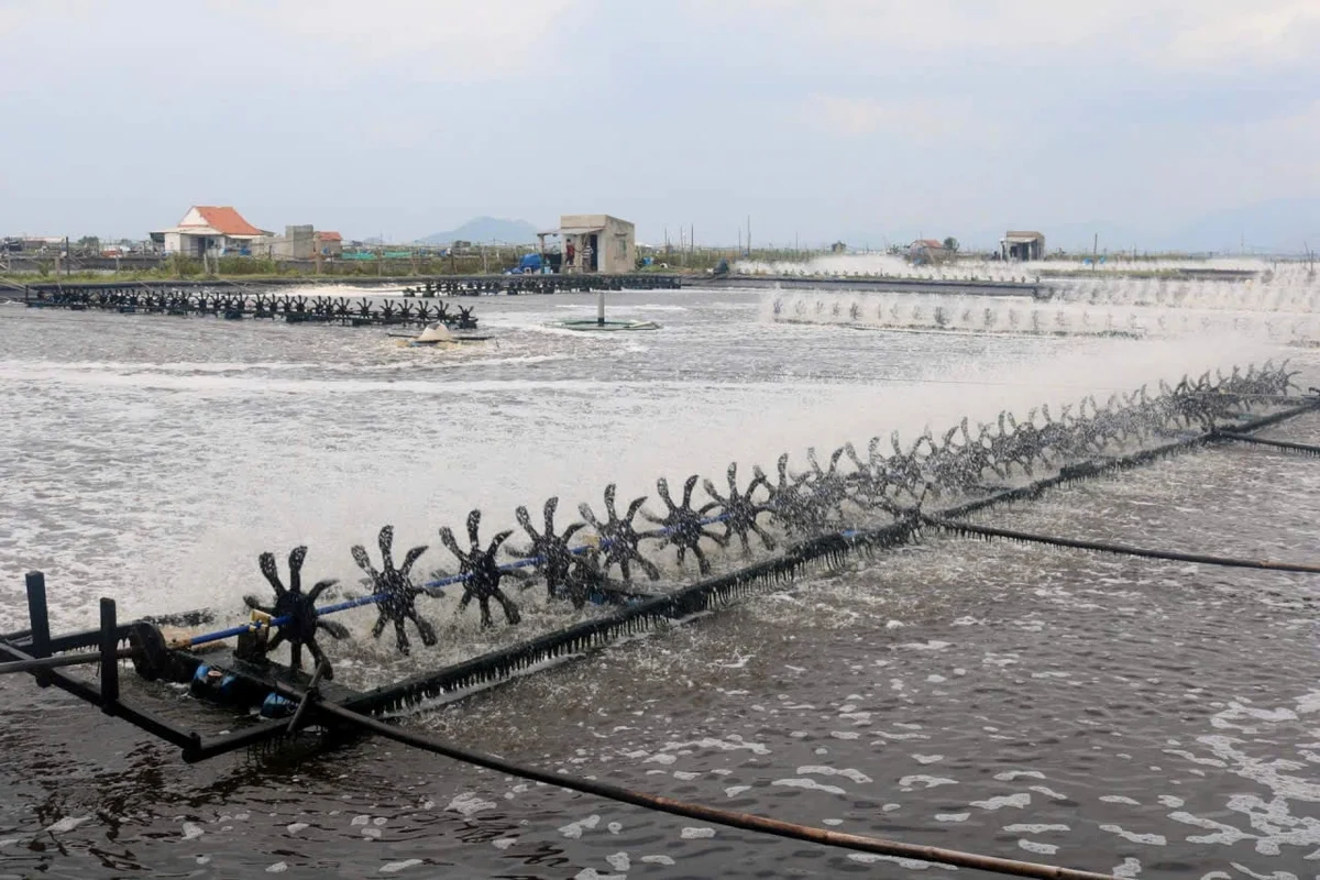 Khôi phục nuôi trồng thủy sản sau lũ