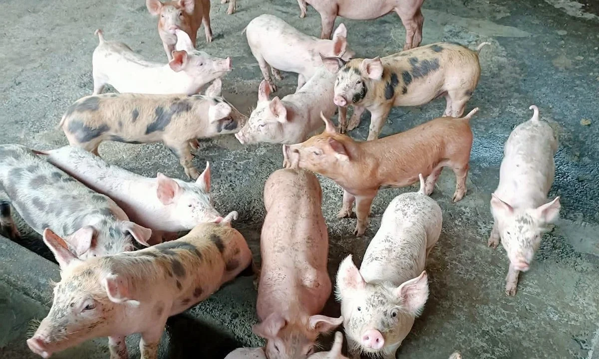 Giá heo hơi hôm nay 30/12/2025: Biến động trái chiều