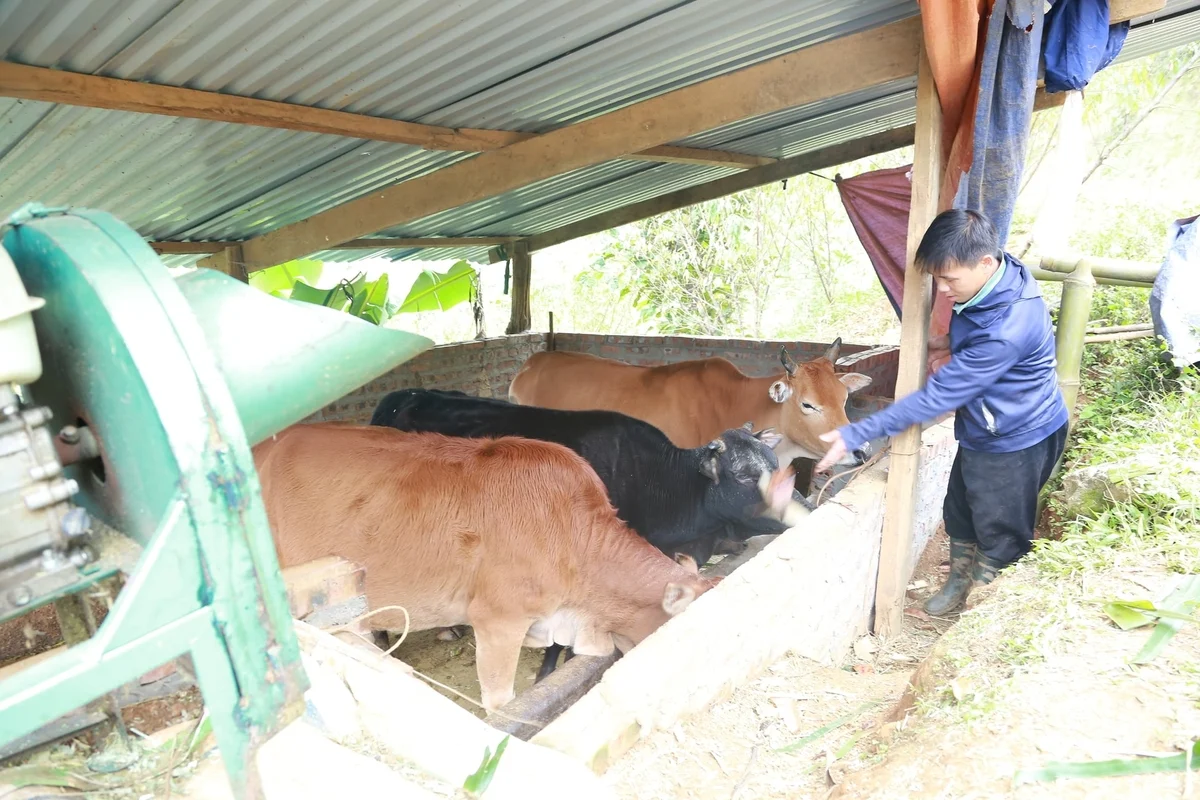 Người dân vùng cao chủ động chống rét, bảo vệ đàn gia súc