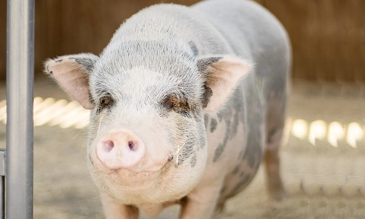 Giá heo hơi hôm nay 2/1/2026: Cao nhất ở mức 69.000 đ/kg