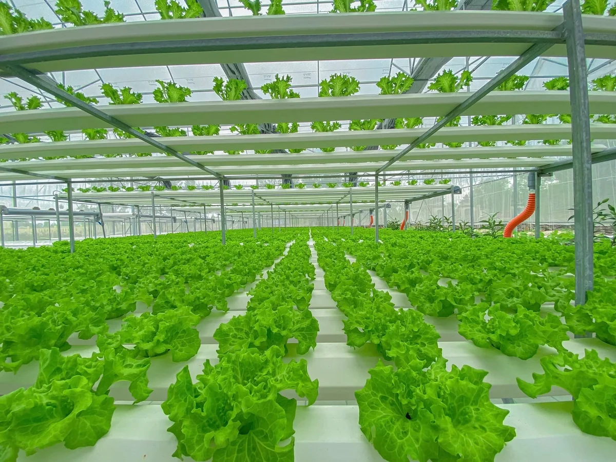 Đà Nẵng: Nông nghiệp chuyển mình theo hướng hiện đại hóa