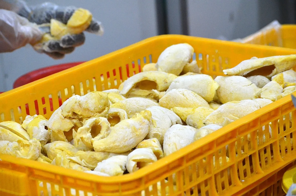 Cha gieo hạt, con nâng tầm sầu riêng Việt