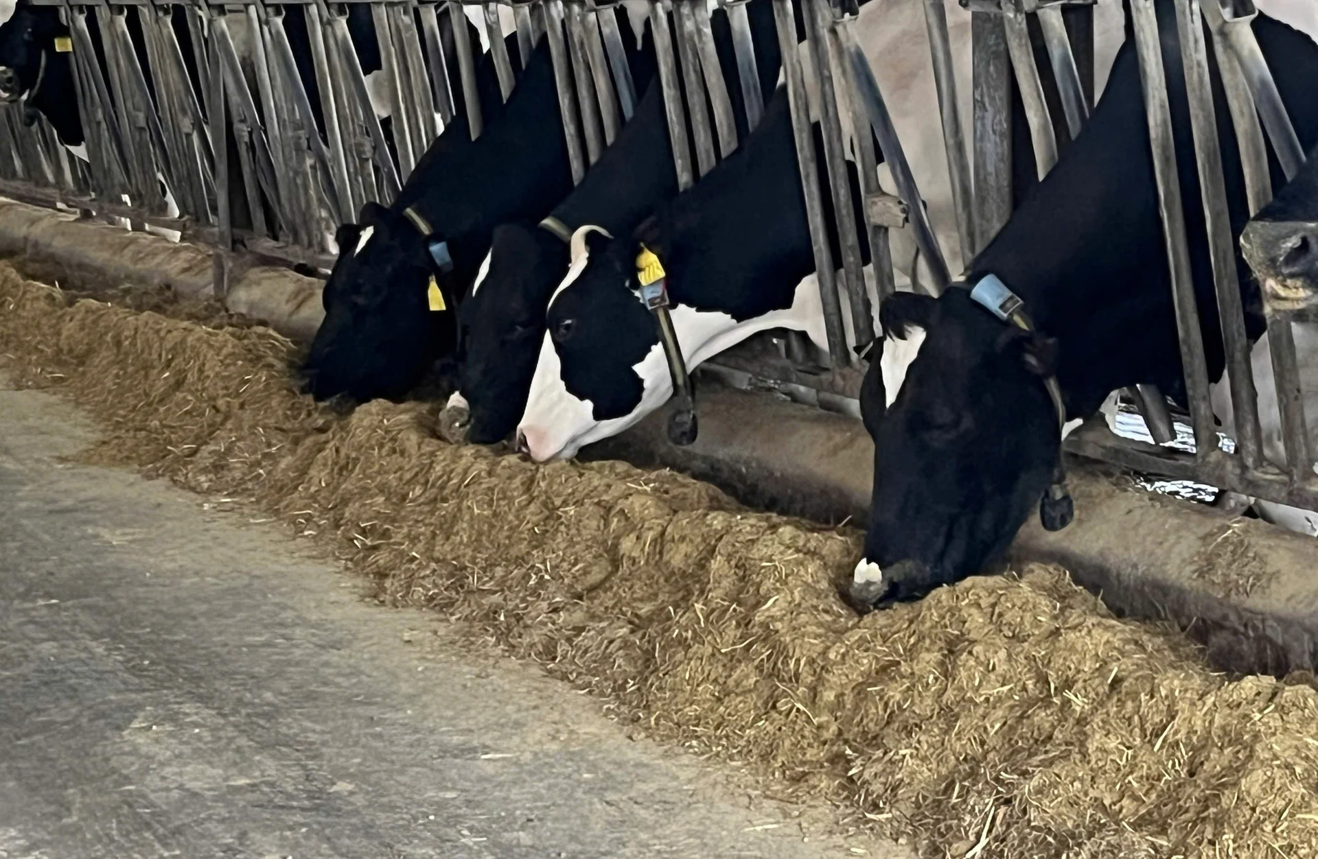 'Hồ Giáo' 4.0 hay những ngẫm ngợi về ngành bò sữa: [Bài 2] Đầu tư cốt yếu, không 'phông bạt'