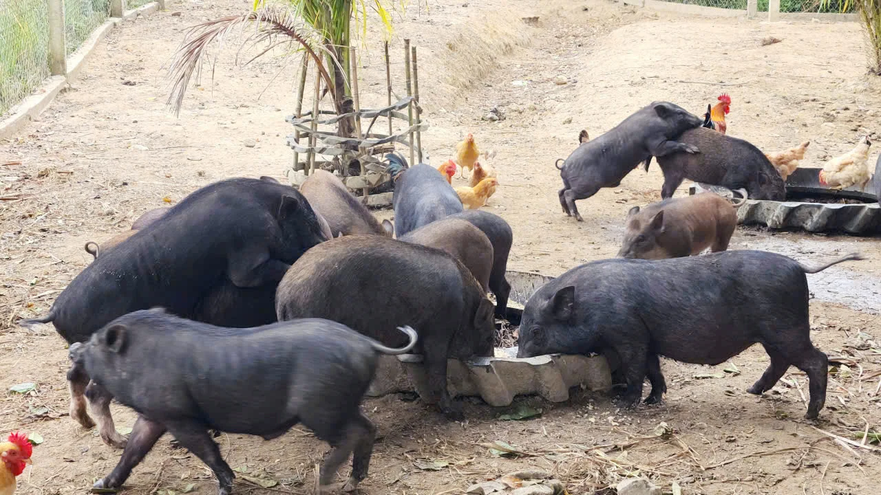 Tìm thương hiệu cho lợn bản địa Vân Pa