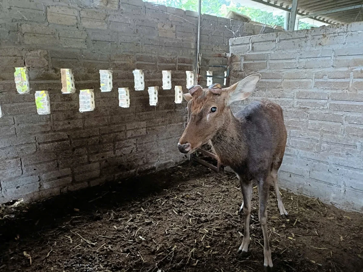 Lợn rừng, hươu sao mang lại thu nhập cao cho người dân Đông Cuông