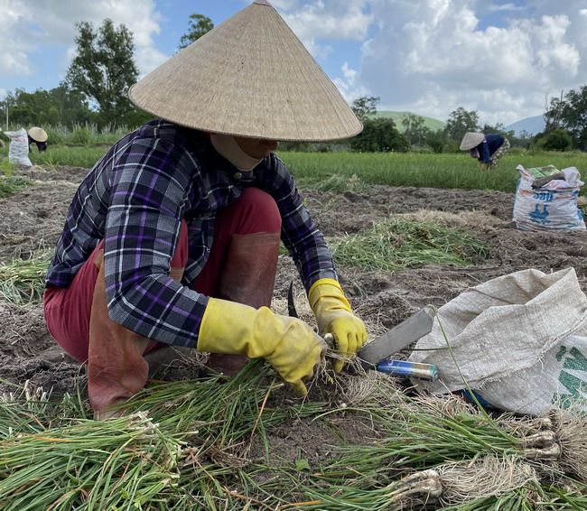 Bình Định: Trồng thứ cây trông như hành, sát tết túm lá nhổ bật lên toàn củ trắng, giá bán tăng bất ngờ
