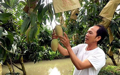 Hậu Giang: Vào HTX trồng xoài cát hồng theo chuẩn VietGAP, nhà nông thu vài trăm triệu mỗi năm