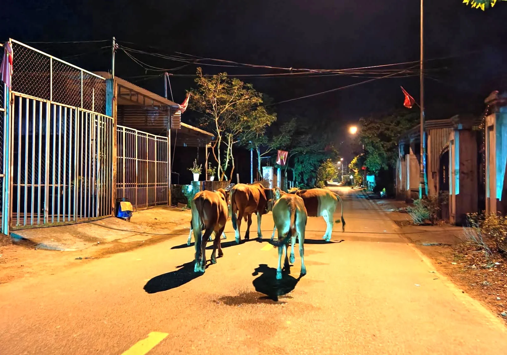 Trâu bò cứ thản nhiên “lóc cóc dạo phố” ở Phong Nha, tỉnh Quảng Trị, chính quyền bắt nhốt, xử phạt chủ nuôi