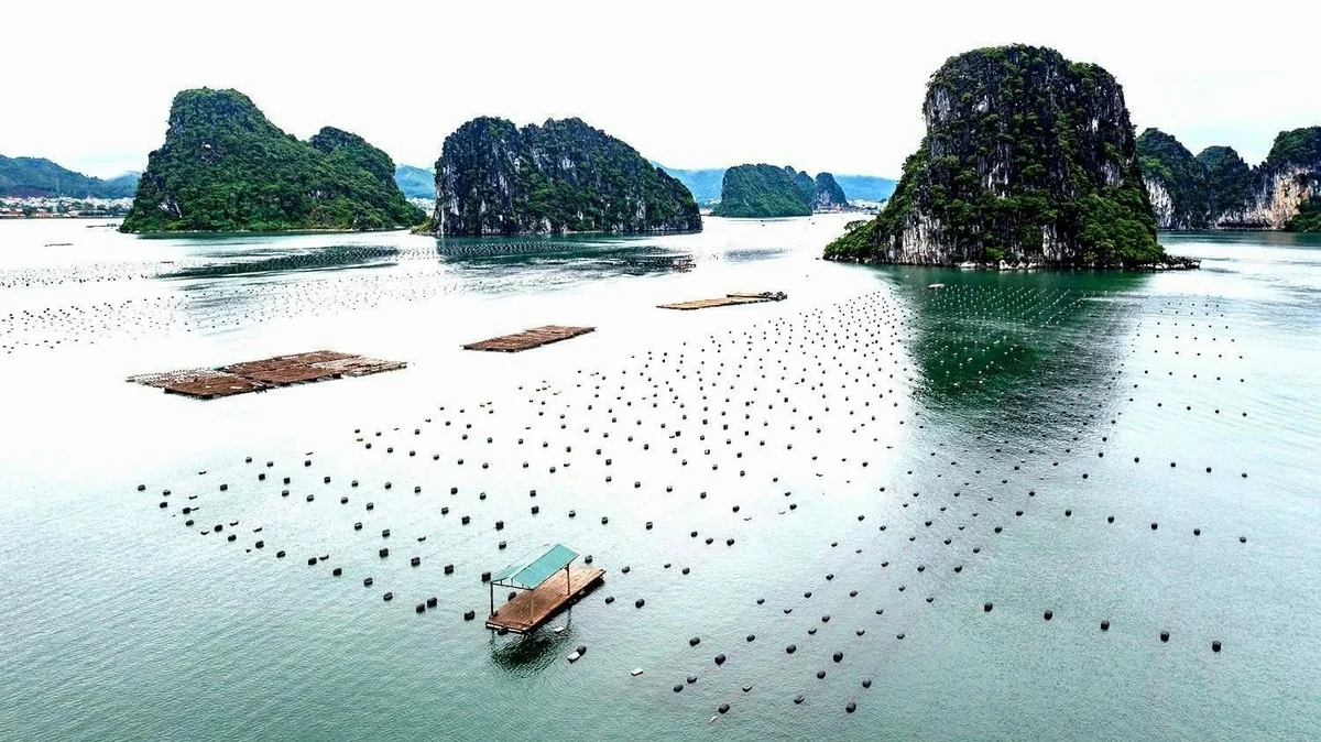 'Thẻ vàng' từ EC và mệnh lệnh hiện đại hóa nền kinh tế biển