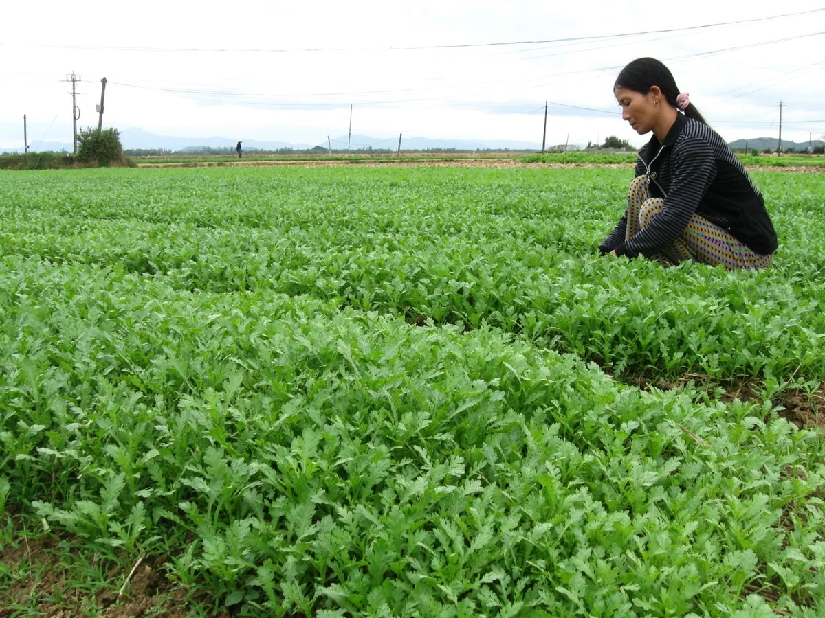Làng rau Thuận Nghĩa nô nức vào vụ Tết