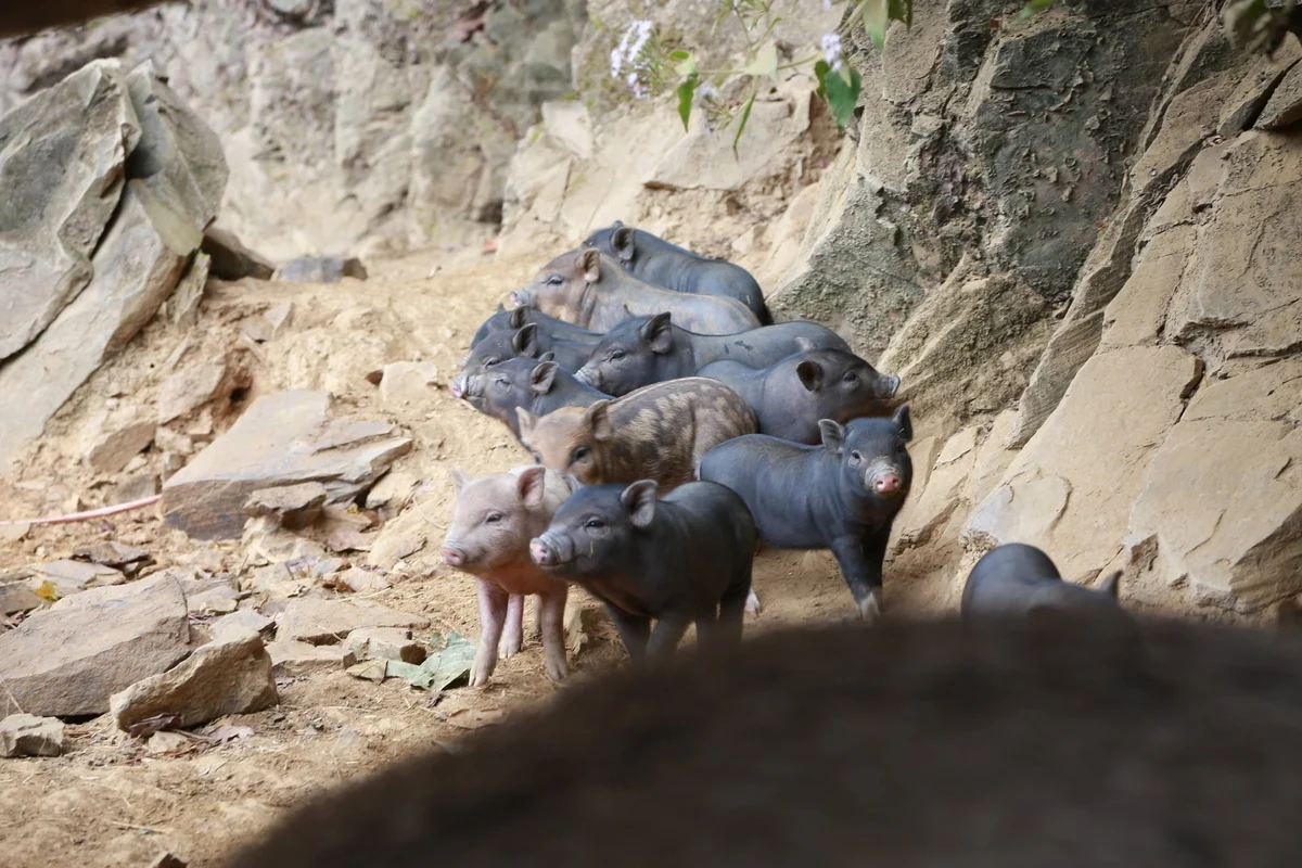 Phát triển kinh tế từ mô hình nuôi lợn đen của người Mông