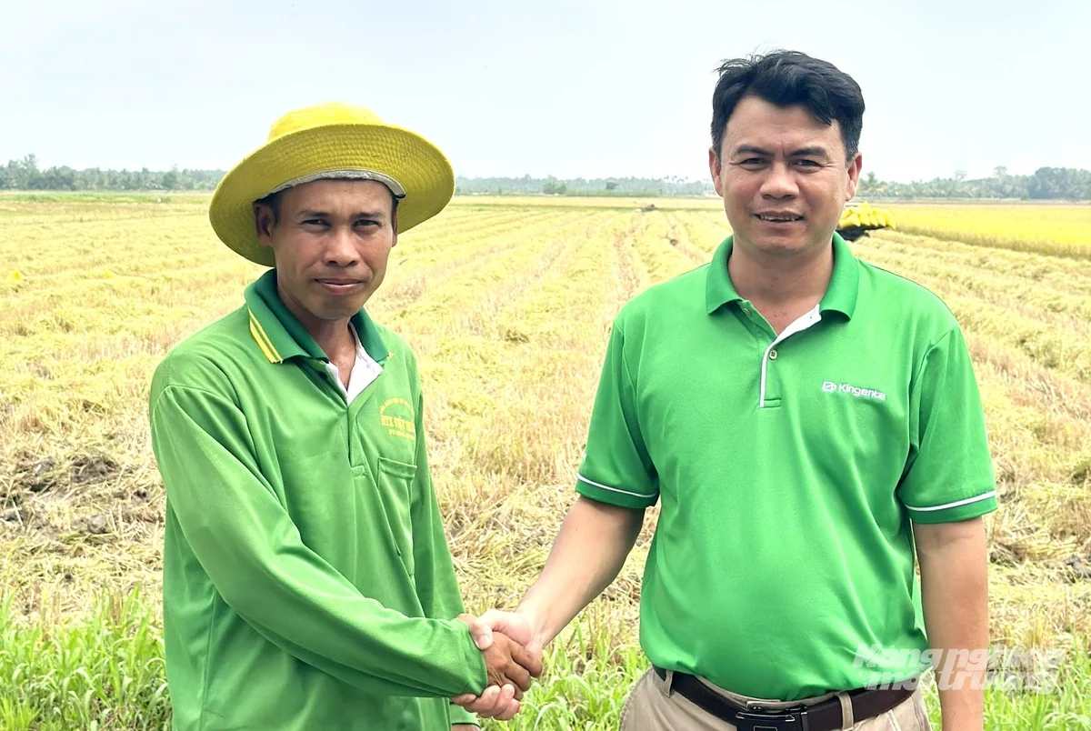 Ứng dụng kỹ thuật mới trồng lúa ST25 hiệu quả