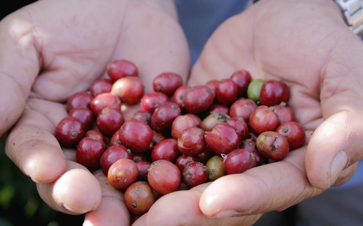 Giá cà phê hôm nay 27/1/2026: Thị trường đồng loạt tăng mạnh