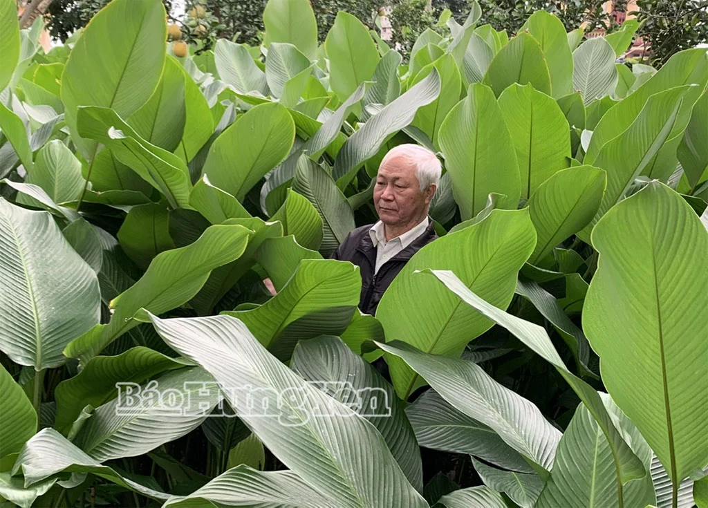 Làng lá dong ở xã Khoái Châu, tỉnh Hưng Yên, dân trồng kiểu gì mà tốt quá đầu người, đang cắt bán sang châu Âu, Nhật Bản