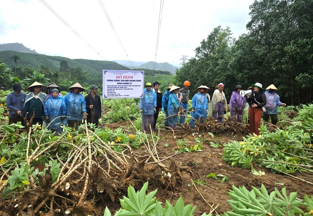 Trồng sắn kháng bệnh khảm lá, lợi nhuận gấp đôi giống cũ