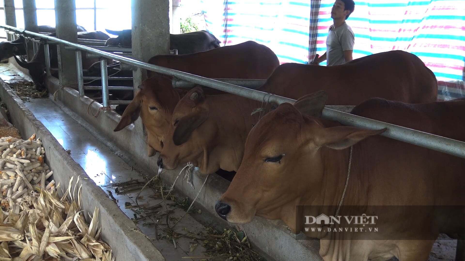 Chuyện chống rét tại một xã ở Yên Bái, nay thuộc tỉnh Lào Cai -nơi đang nuôi 3.100 con trâu, 3.000 con bò