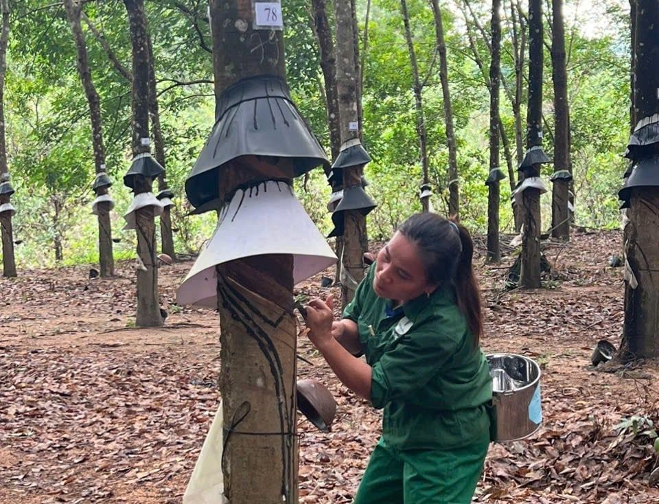 Giá cao su hôm nay 27/1/2026: Thị trường biến động trái chiều