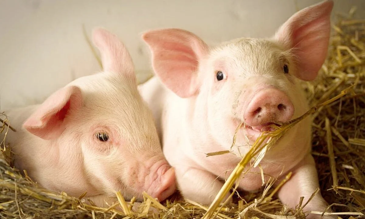 Giá heo hơi hôm nay 27/1/2026: Tăng tới 2.000 đồng, chạm mốc 81.000 đ/kg