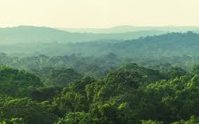 Quảng Trị: Gần 58.000 ha được cấp chứng chỉ quản lý rừng bền vững