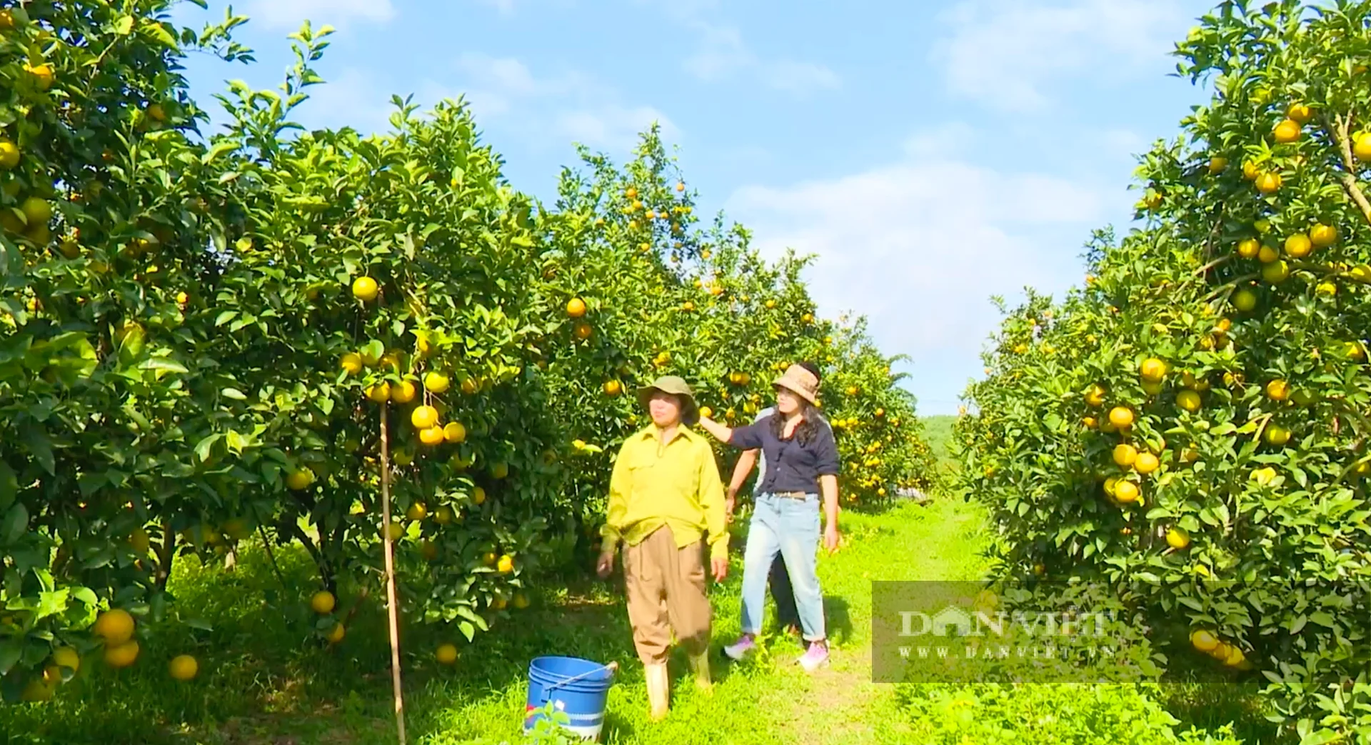Cam giòn chín vàng, nông dân Hà Tĩnh rộn ràng vào mùa thu hoạch