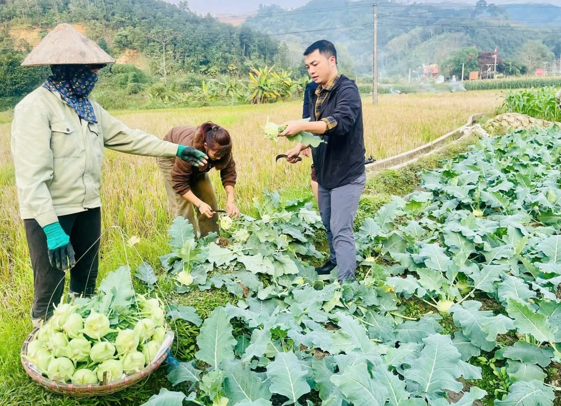 Rau màu vụ đông được mùa, được giá