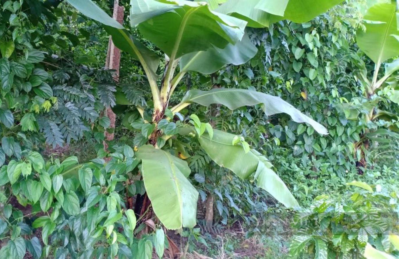 Chuối xanh bày mâm ngũ quả bán được giá, thương lái Phú Yên lên tận rẫy mua từng buồng, đếm từng nải