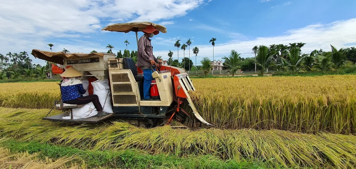 Vượt khó, ngành nông nghiệp Quảng Ngãi tăng trưởng 5,2%
