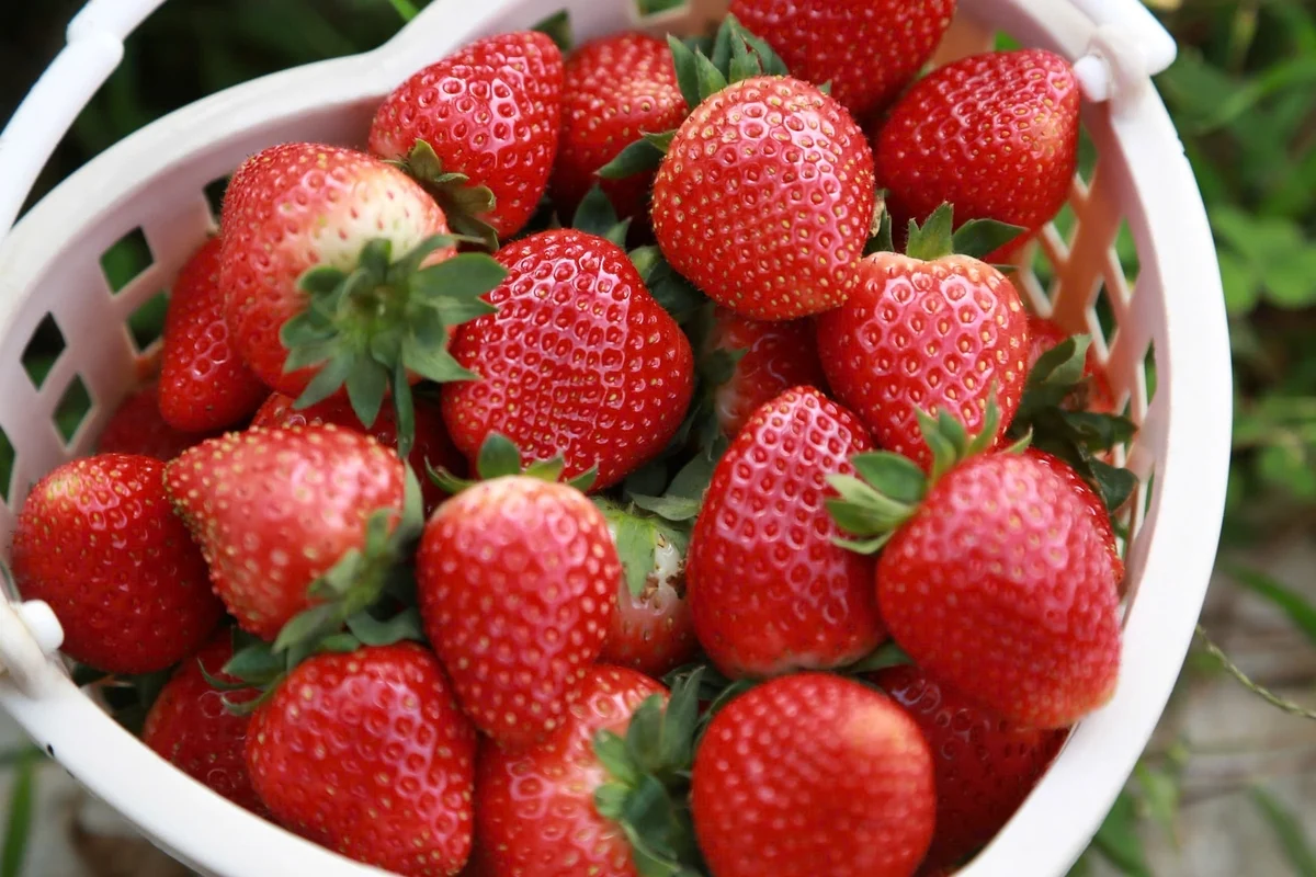 Dâu tây vào vụ, nông dân kết hợp du lịch tăng thu nhập