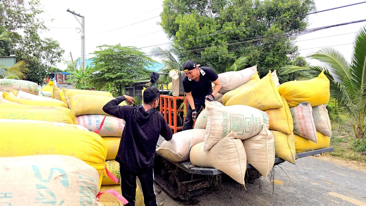 Mô hình lúa chất lượng cao, phát thải thấp rộn ràng được mùa, trúng giá