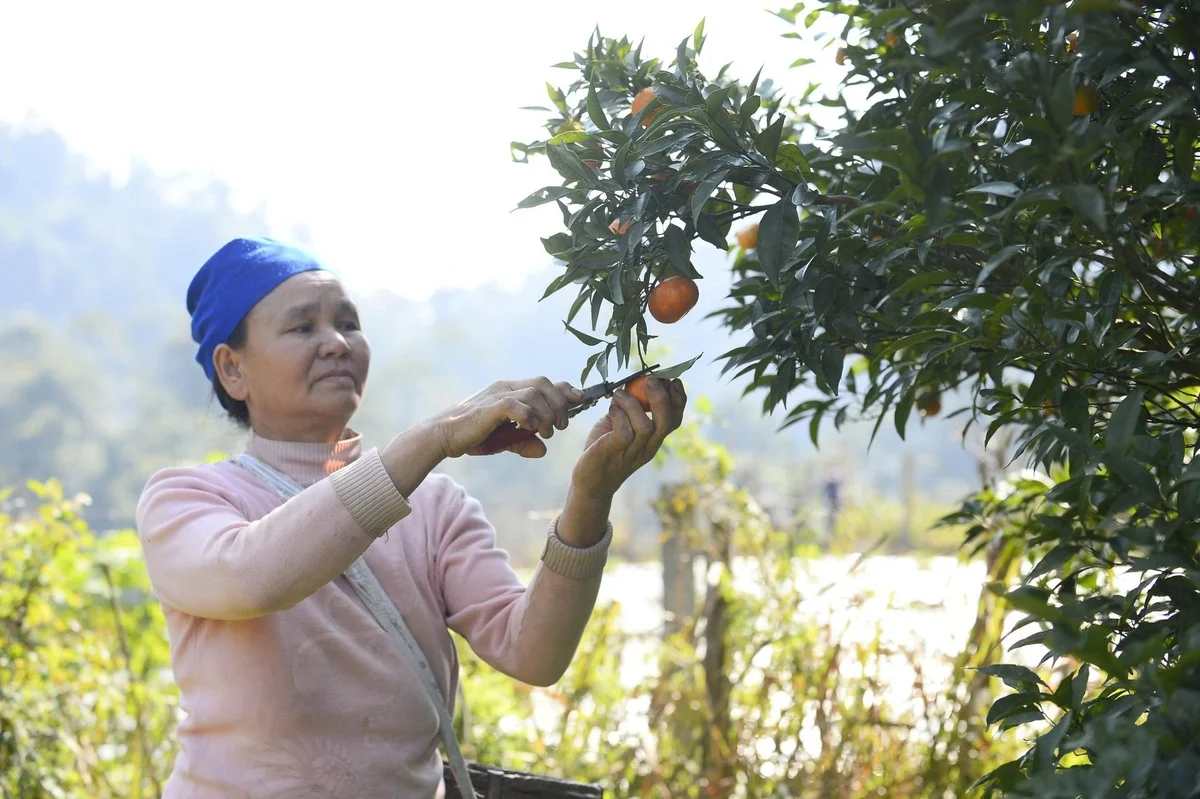 Cây cam mang no ấm về Cao Sơn