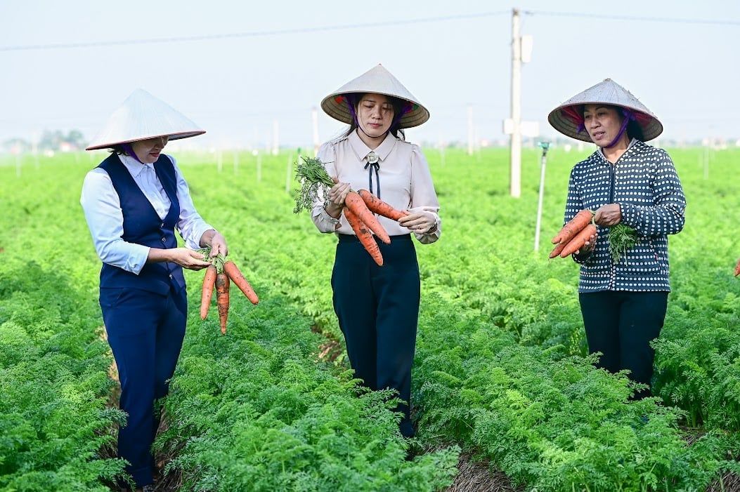 Vựa cà rốt Hải Phòng được mùa, nông dân dự kiến lãi kỷ lục