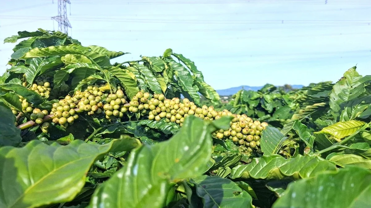 Giá cà phê hôm nay 6/2/2026: Trong nước hồi phục