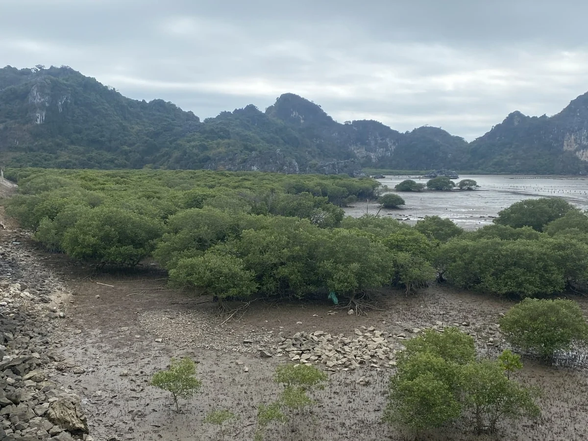 Kiểm lâm Hải Phòng chung tay bảo vệ đất ngập nước