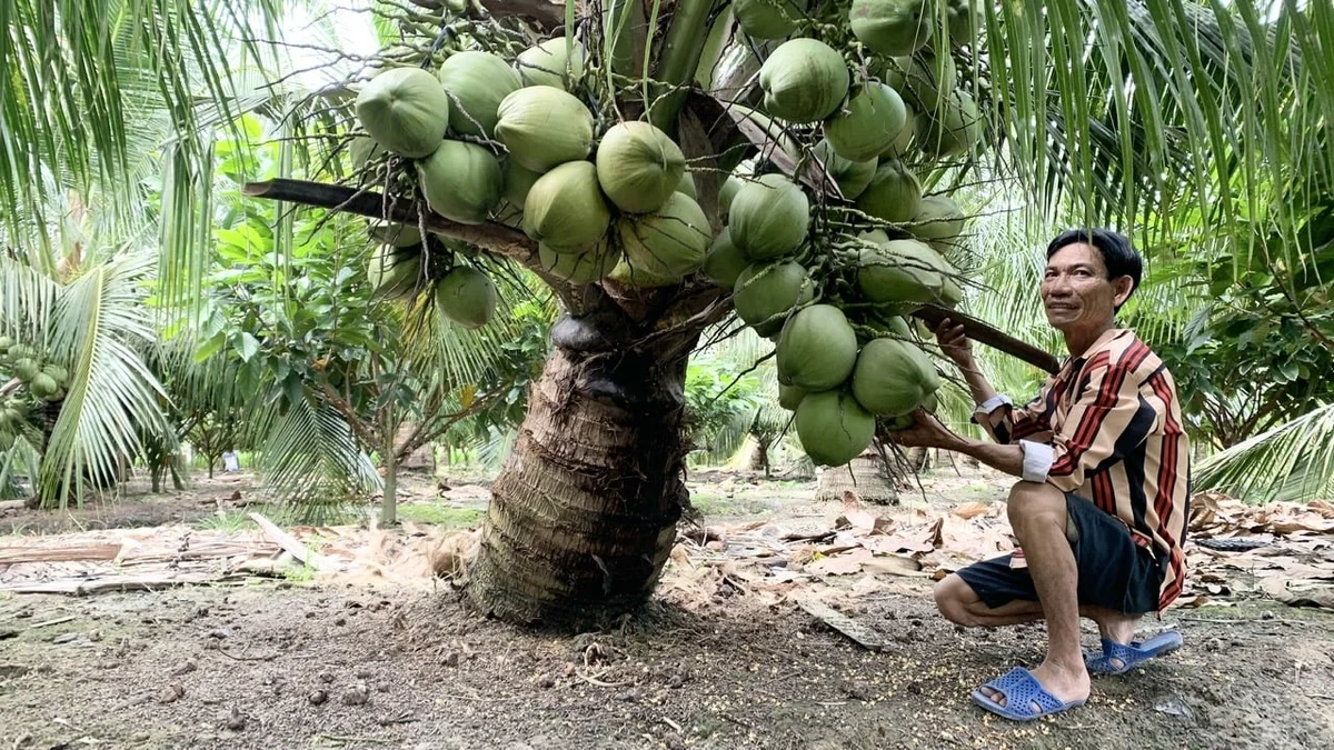 Vĩnh Long mở rộng thêm 6.000ha vườn dừa hữu cơ