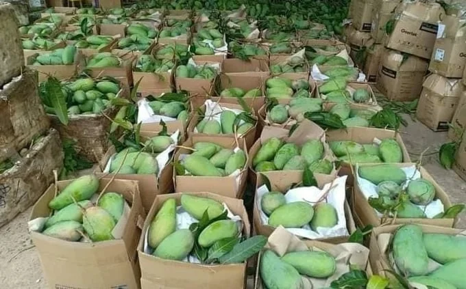 Hiệu quả sử dụng đất của nông sản xuất khẩu chủ lực nhất