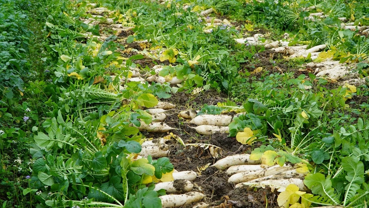 Thu hoạch củ cải Nhật, đón niềm vui đầu năm