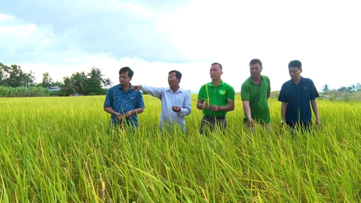 3 doanh nghiệp 'bắt tay' xuất khẩu 3 triệu tấn gạo/năm