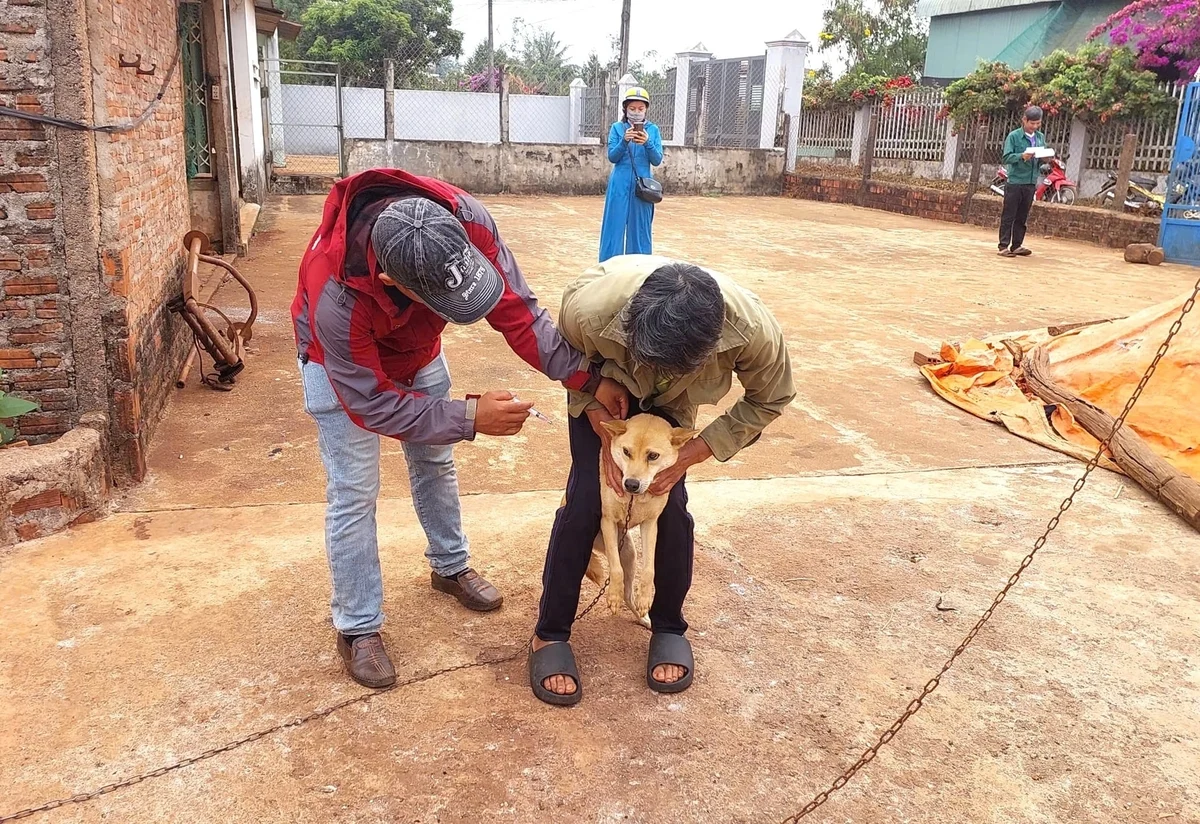 Nguy cơ bệnh dại tăng, Gia Lai khẩn trương phòng chống