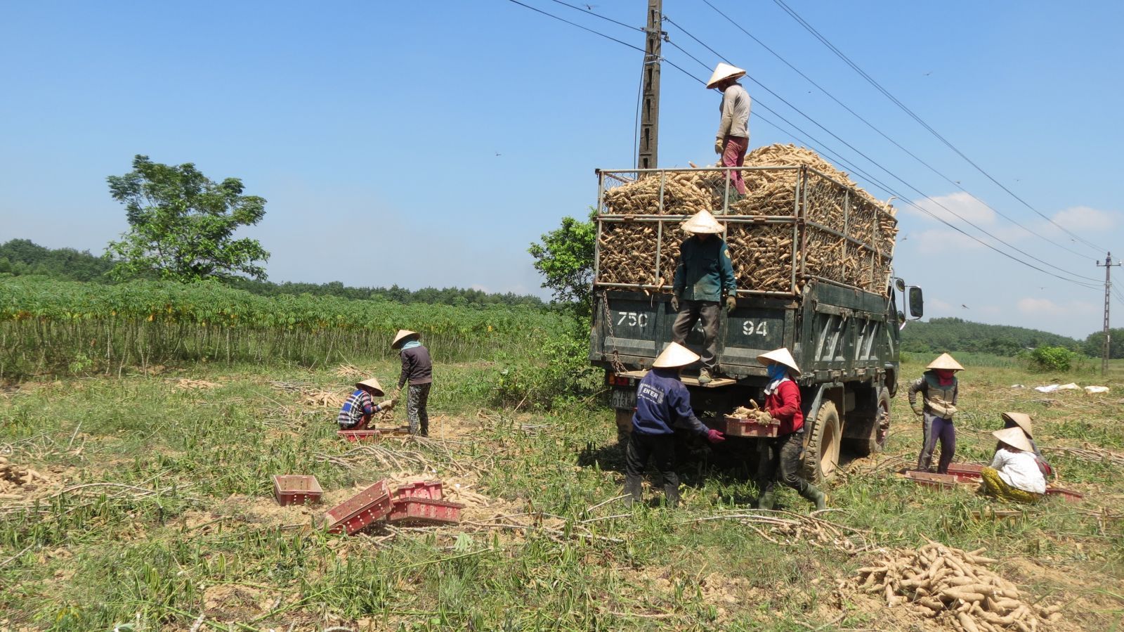 Trung Quốc mua đến 93% một thứ nông sản của Việt Nam, còn mua thêm lượng khổng lồ từ Thái Lan để làm gì?